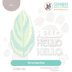 Simon Says Stamp Stromanthe Wafer Dies 1288mdc Favorite Things