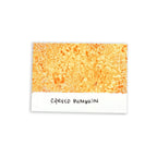 Tim Holtz Distress Spray Stain Carved Pumpkin Ranger TSS44093 Color Swatch