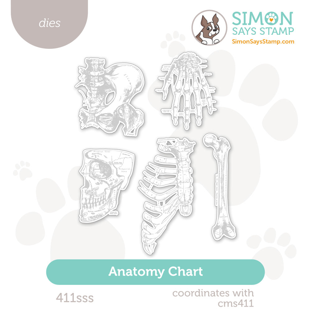 Simon Says Stamp Anatomy Chart Wafer Dies 411sss