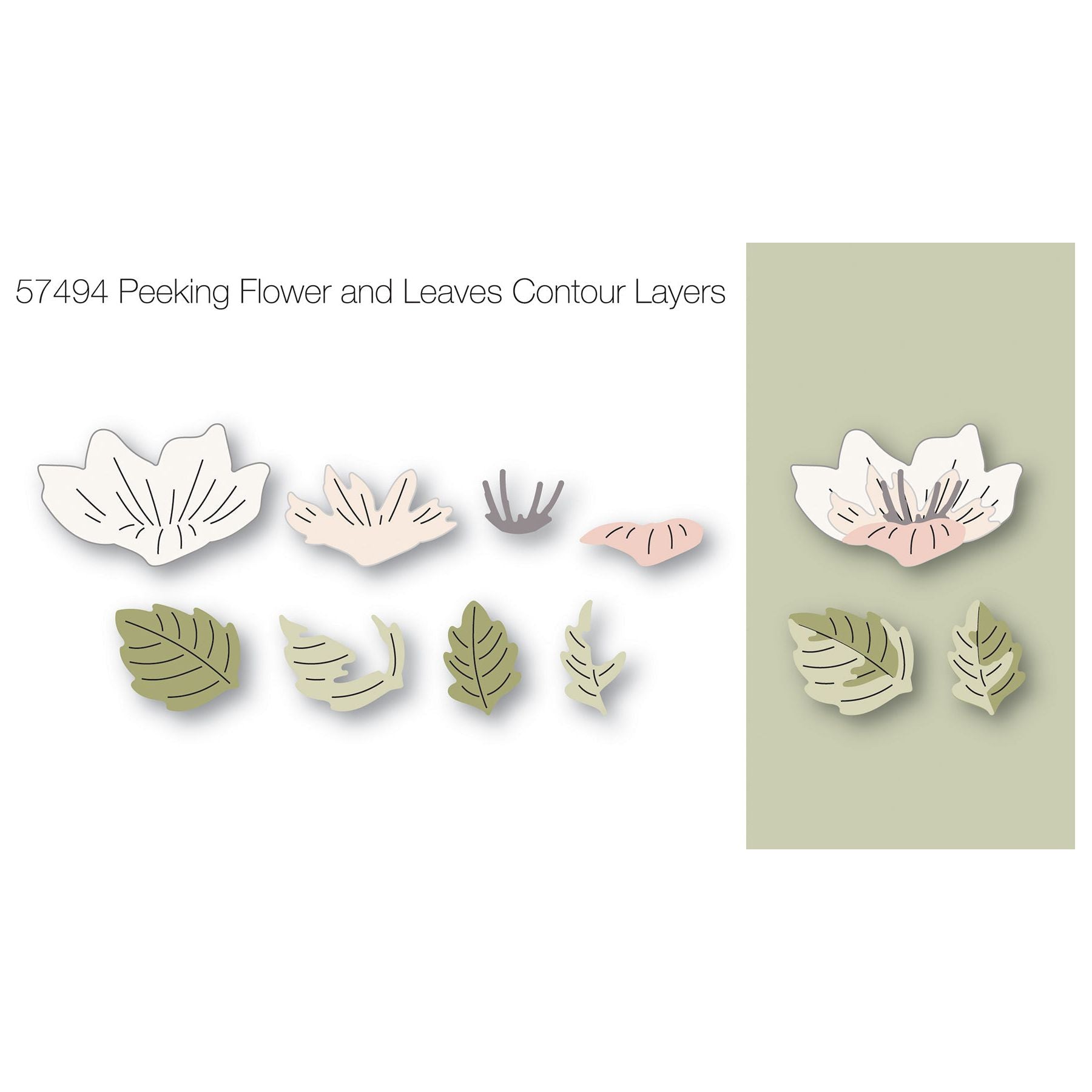 Birch Press Design Peeking Flower and Leaves Contour Layers Dies 57494 line art