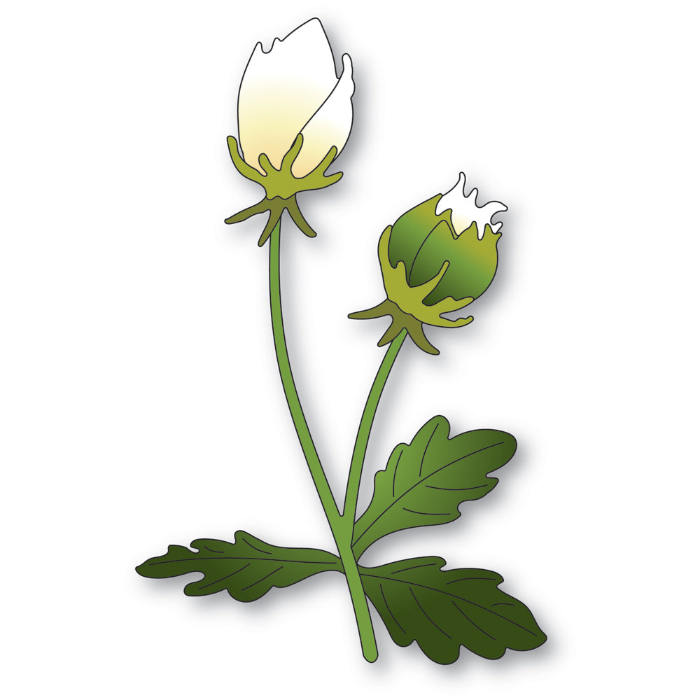 Memory Box Anemone Bud Duo Dies 94765
