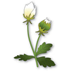 Memory Box Anemone Bud Duo Dies 94765