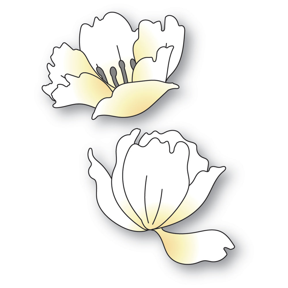 Memory Box Anemone Blooms Dies 94768