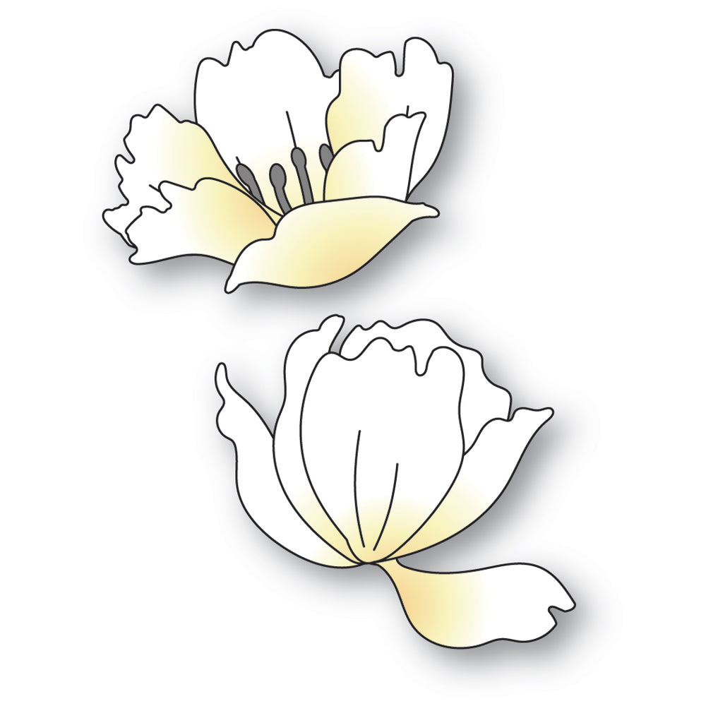 Memory Box Anemone Blooms Dies 94768