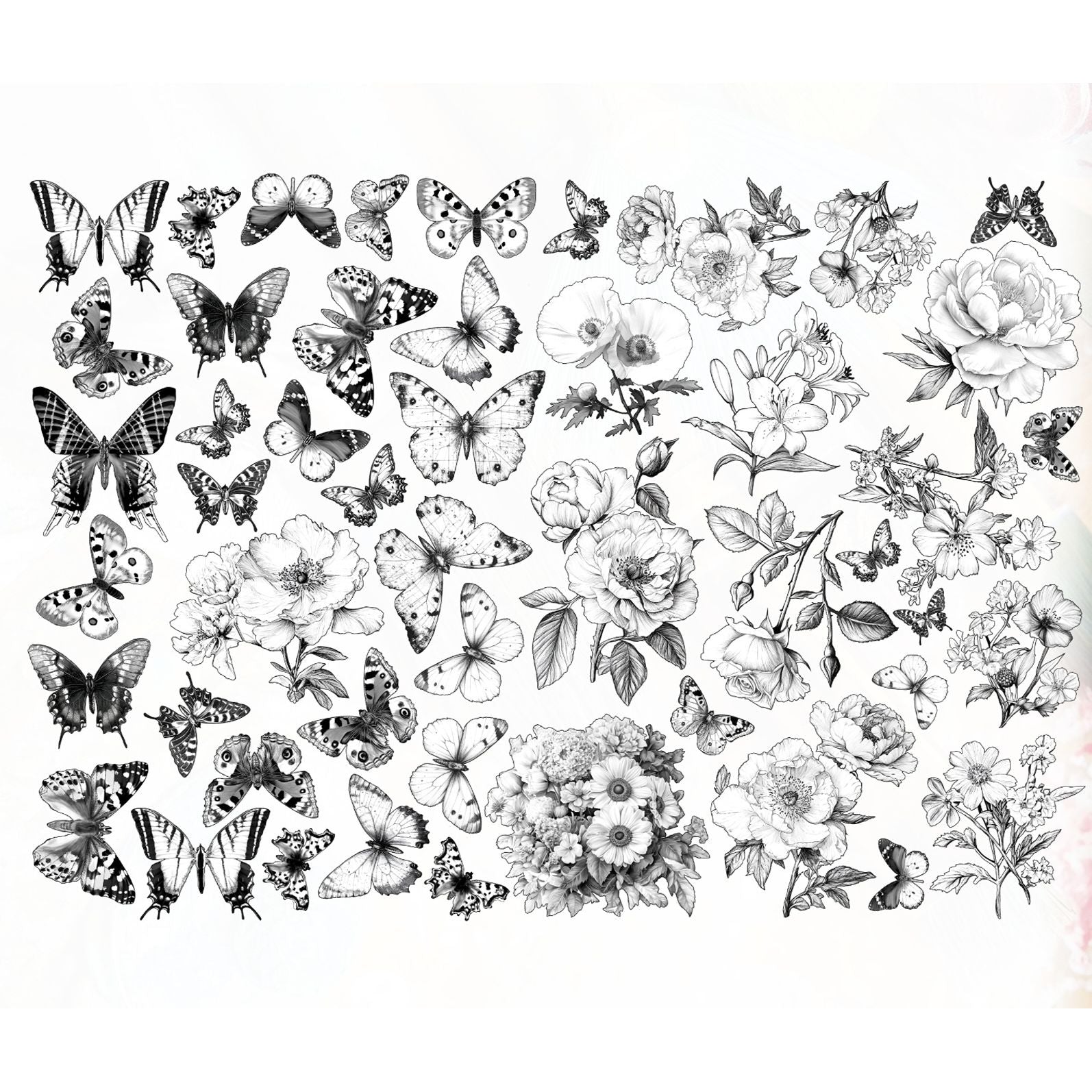 AALL & Create Anemone Whispers Ephemera Die Cuts ep-92 pieces