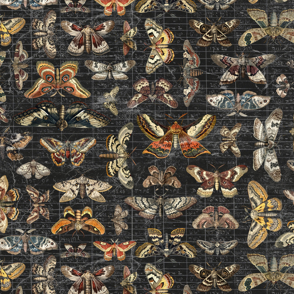 Tim Holtz Fabric By The Yard Halloween Moth Study ccth034 Eclectic Elements Canvas