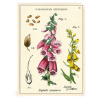 Cavallini Papers & Co. Wildflowers 2 Mini Notebook 3 Pack 2