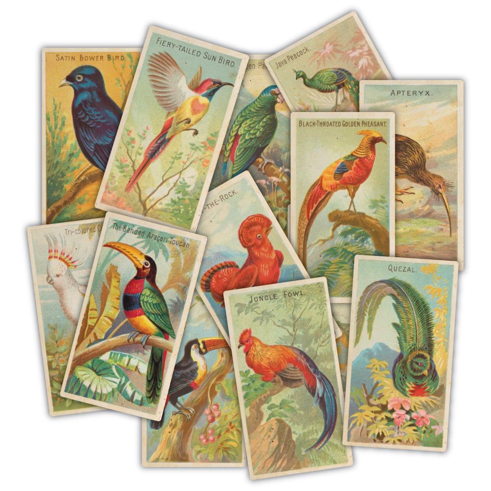 Craft Consortium The Collector Birds Ephemera ceeph002 all images