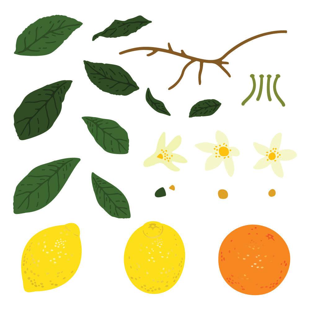 Honey Bee Lovely Layers Citrus Dies hbds-llctrs Summer Fruits