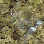 Preserved Reindeer Moss 2060