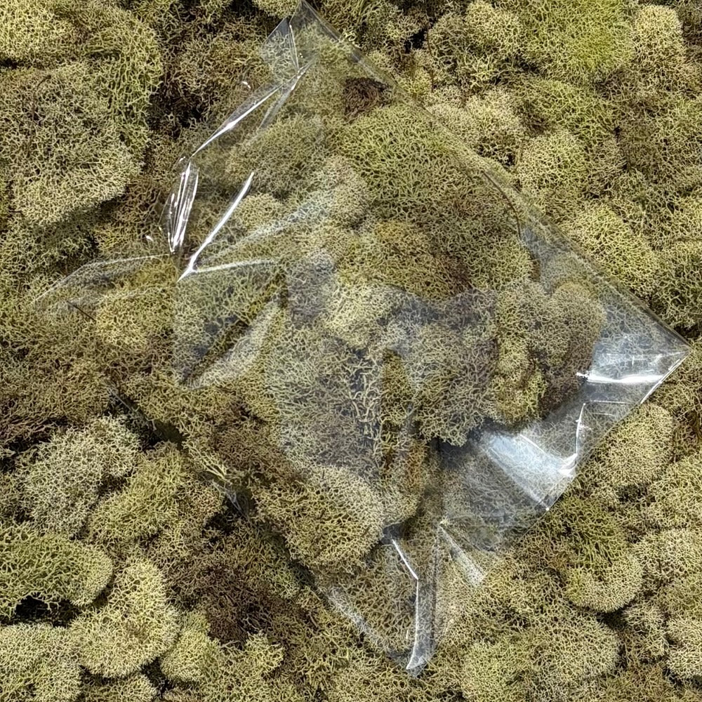Preserved Reindeer Moss 2060
