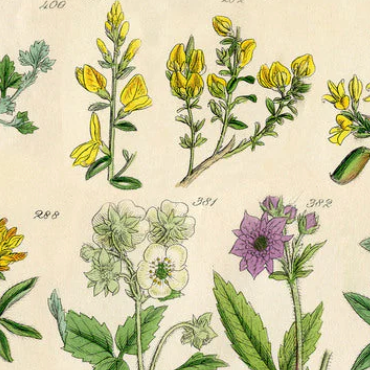 Tim Holtz Fabric By The Yard Yellow Botanical pwth245 Eclectic Elements Palette