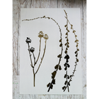 StencilGirl Fading Blooms Stencil ll1066 product