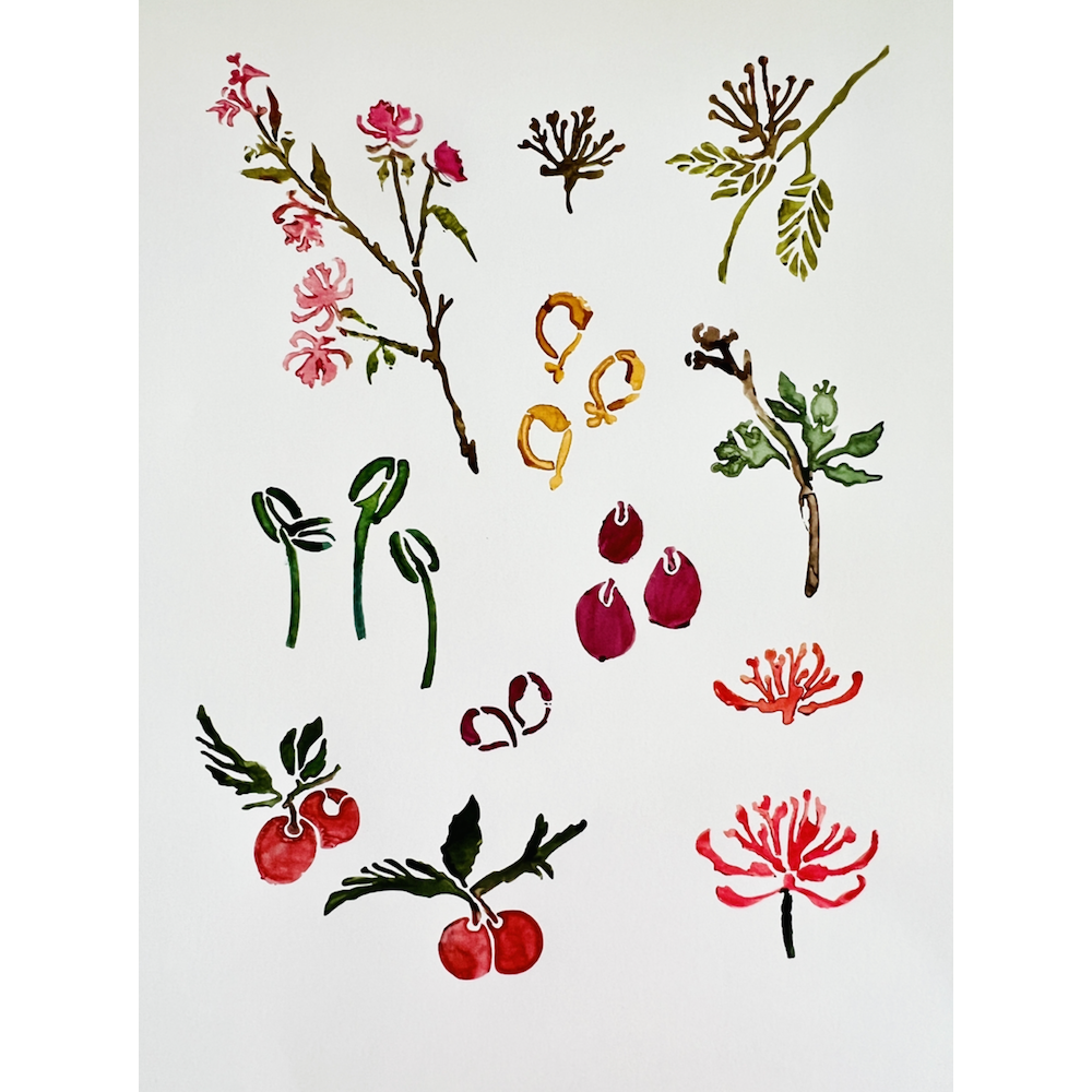 StencilGirl Wild Fruit and Petals Stencil ll1076 fruit