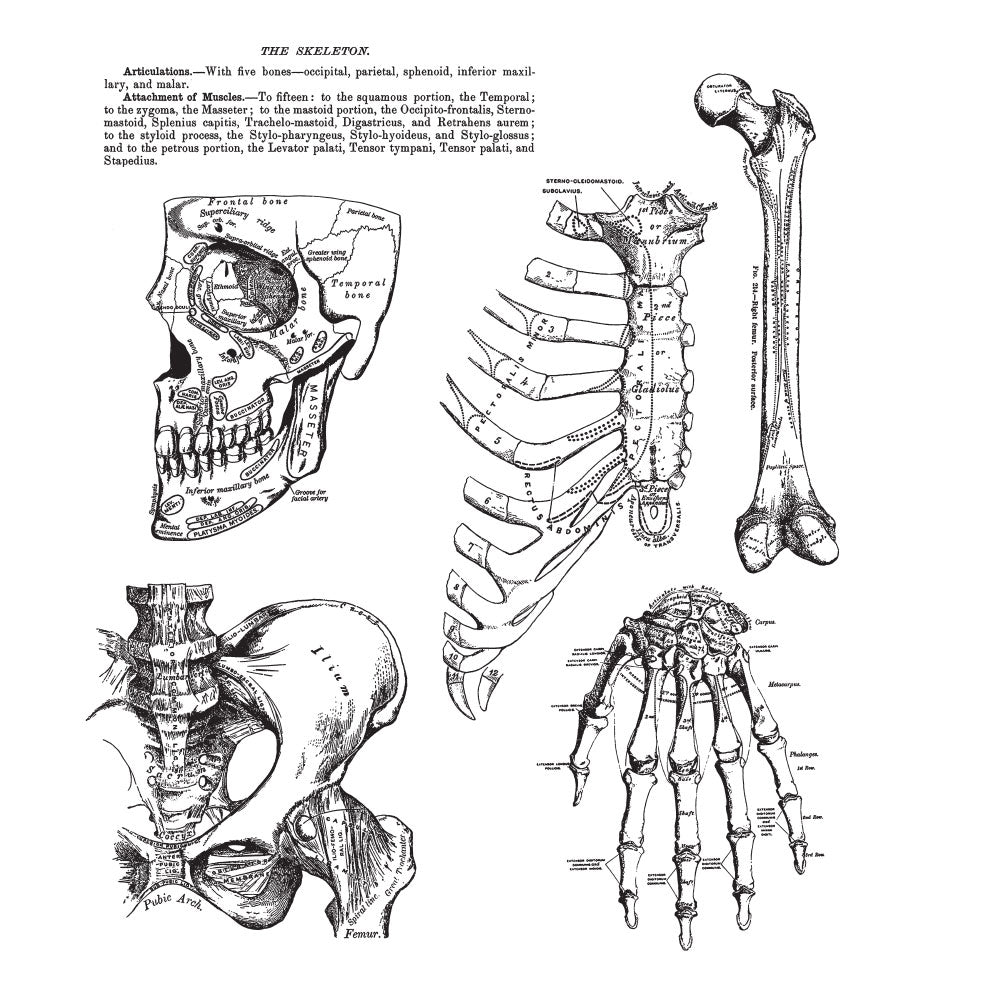 Tim Holtz Cling Rubber Stamps ANATOMY CHART CMS411