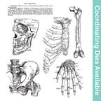 Tim Holtz Cling Rubber Stamps Anatomy Chart cms411