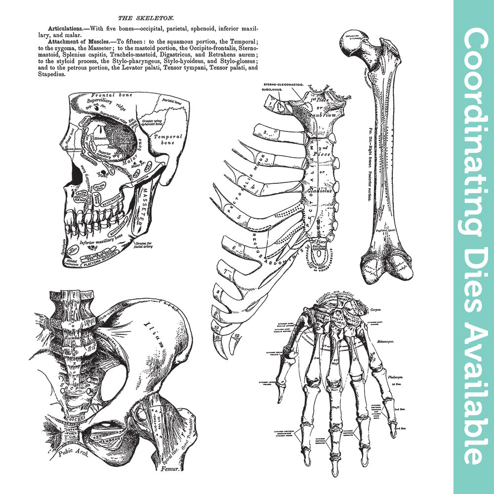 Tim Holtz Cling Rubber Stamps Anatomy Chart cms411