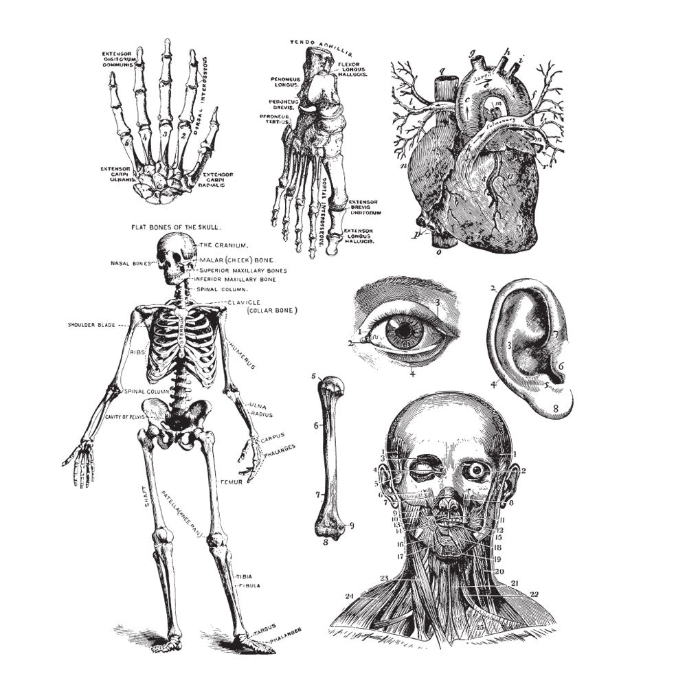 Tim Holtz Cling Rubber Stamps CADAVEROUS CMS378