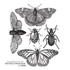 Tim Holtz Cling Rubber Stamps SPECIMEN CMS410