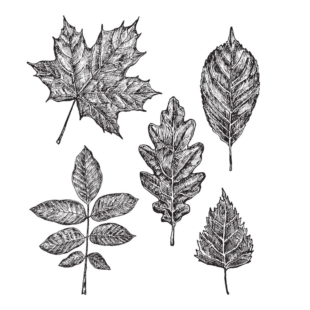 Tim Holtz Cling Rubber Stamps Sketchy Leaves cms467
