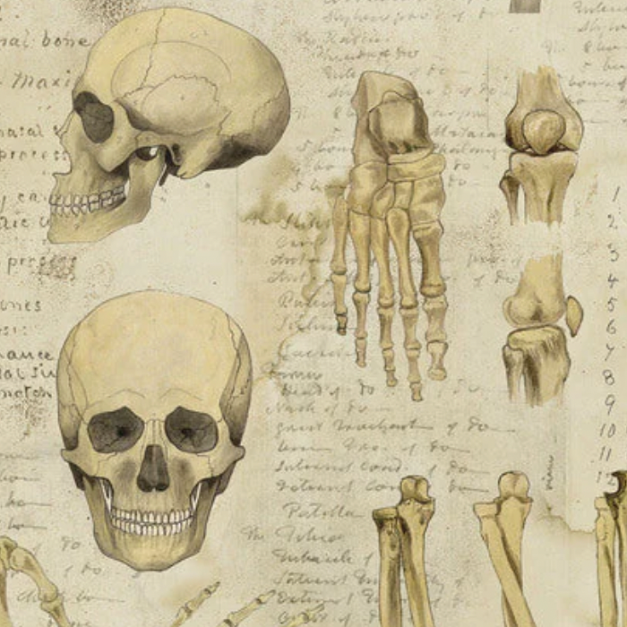Tim Holtz Eclectic Elements Laboratory Fabric By The Yard Canvas Anatomy
 Close up skull bones foot knee