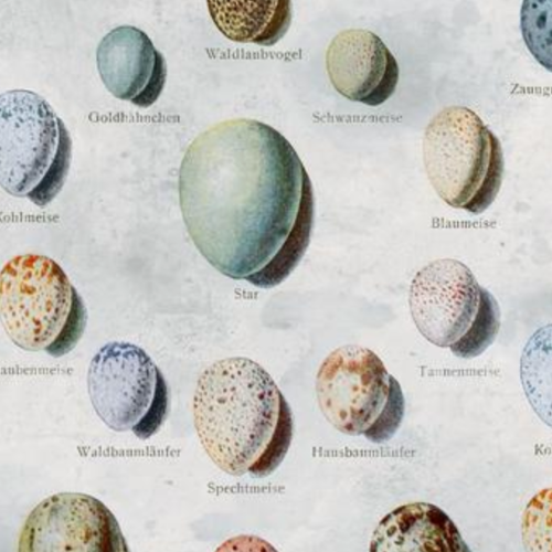 Tim Holtz Fabric By The Yard Blue Eggs pwth285 Eclectic Elements Palette close