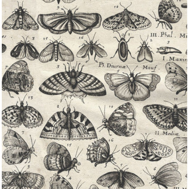 Tim Holtz Fabric By The Yard Charcoal Moths pwth315 Eclectic Elements Palette close
