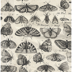 Tim Holtz Fabric By The Yard Charcoal Moths pwth315 Eclectic Elements Palette close