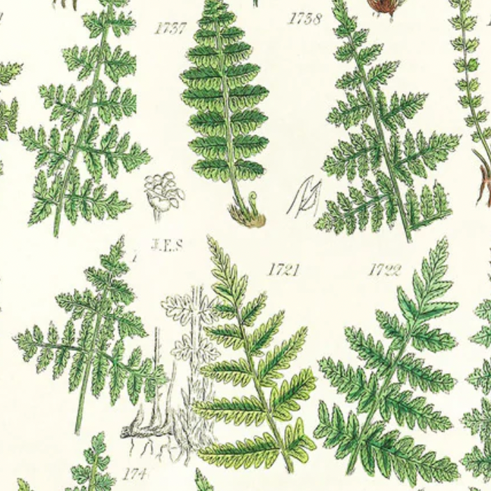  Tim Holtz Fabric By The Yard Green Ferns pwth265 Eclectic Elements Palette green foliage