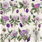 Tim Holtz Fabric By The Yard Purple Botanical pwth306 Eclectic Elements Palette close