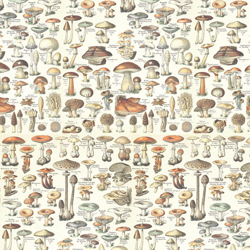 Tim Holtz idea-ology Orange 8 x 8 Palette Paper Collection th94471 mushroom