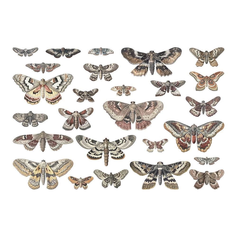 Tim Holtz idea-ology 2024 Halloween Transparencies Moths th94403