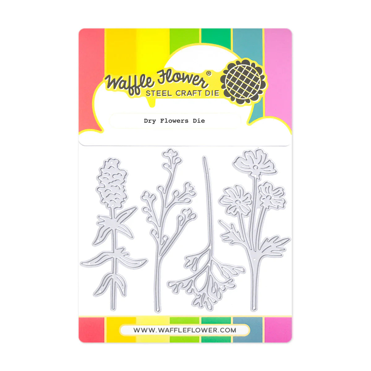 Waffle Flower Dry Flowers Dies 422004