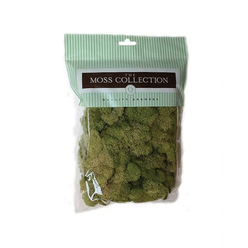 Quality Growers Preserved Reindeer Moss 108.5 Cubic Inches Spring Green