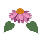 Simon Says Stamp! Honey Bee LOVELY LAYERS CONEFLOWER Dies hbdsllcf