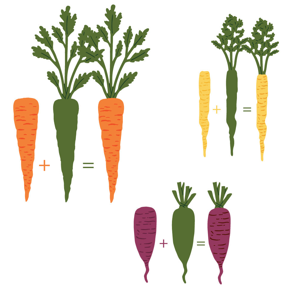 Honey Bee Lovely Layers Carrots Dies hbds-llcar Mix and Match Layering